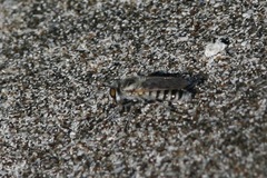 Laphystia texensis
