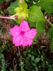 Mirabilis multiflora