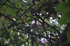 Piranga rubra