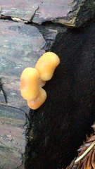 Phyllotopsis nidulans