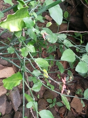Clinacanthus nutans