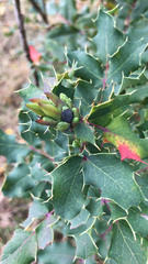 Berberis