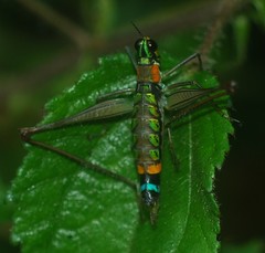 Paramastax rosenbergi