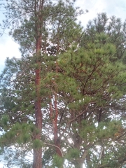 Pinus caribaea