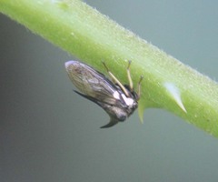 Membracidae