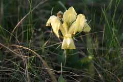 Iris pumila