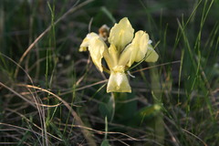 Iris pumila