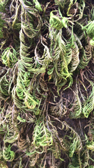 Dendroalsia abietina