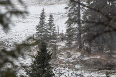 Canis lupus occidentalis