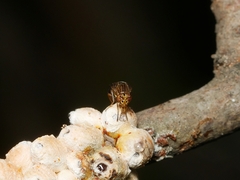Steganopsis melanogaster