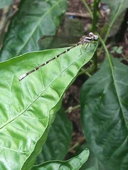 Argia pulla