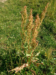 Rumex thianschanicus