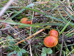 Hygrocybe insipida