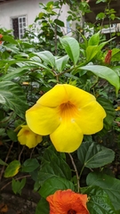 Allamanda cathartica
