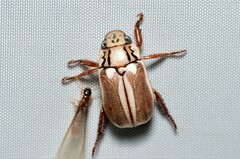 Anoplognathus abnormis