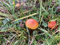 Hygrocybe insipida