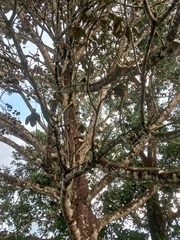 Sterculia apetala