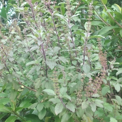 Ocimum tenuiflorum