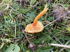 Hygrocybe insipida