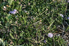 Globularia cordifolia