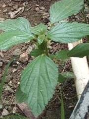 Acalypha alopecuroidea