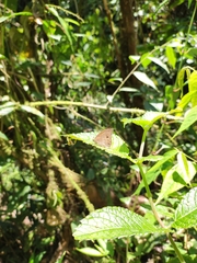 Hermeuptychia harmonia