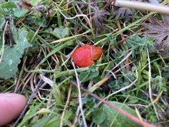 Hygrocybe insipida