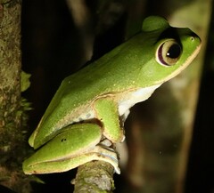 Boophis masoala