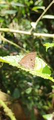 Hermeuptychia harmonia
