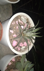 Haworthiopsis fasciata