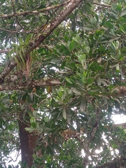 Calophyllum inophyllum