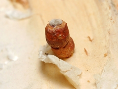 Spilonota constrictana