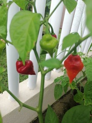 Capsicum baccatum