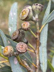 Eucalyptus platydisca