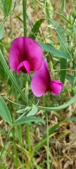 Lathyrus tingitanus