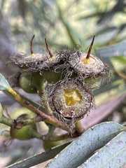 Eucalyptus platydisca