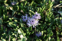 Globularia cordifolia