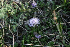 Globularia cordifolia