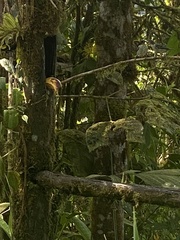 Ixothraupis rufigula