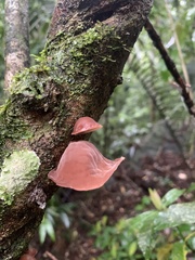 Auricularia fuscosuccinea