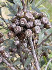 Eucalyptus platydisca