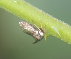 Membracidae