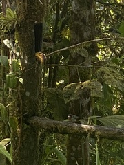 Ixothraupis rufigula