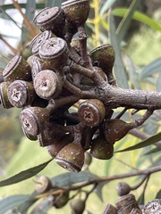 Eucalyptus platydisca