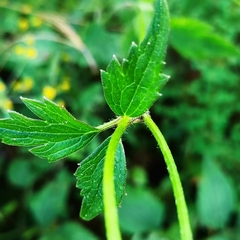 Ranunculus petiolaris