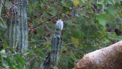 Pilosocereus