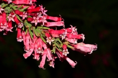 Colletia ulicina