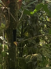 Ixothraupis rufigula