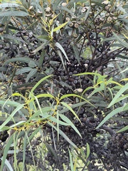 Eucalyptus platydisca