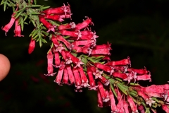 Colletia ulicina